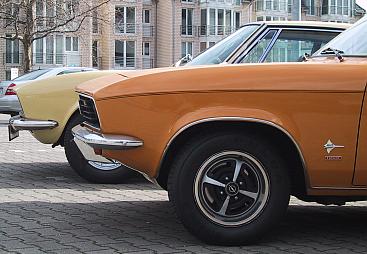 Dino- und Manta-Schnauzen